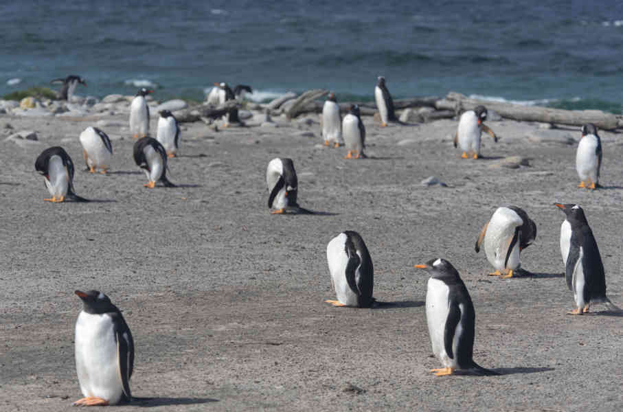 Pingüino Gentoo - islas Falkland o Malvinas 35.jpg